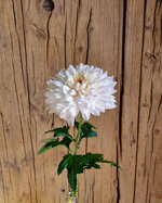 chrysanthemum-yeti-white