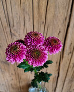 chrysanthemum-jeanny-pink