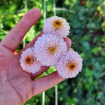 chrysanthemum-doria-white