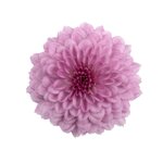 chrysanthemum-smarty-pink