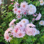 chrysanthemum-emperor-of-china