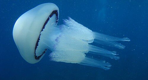 Estate ed incubo meduse, il fastidioso fenomeno delle lesioni da contatto Estate ed incubo meduse, il fastidioso fenomeno delle lesioni da contatto