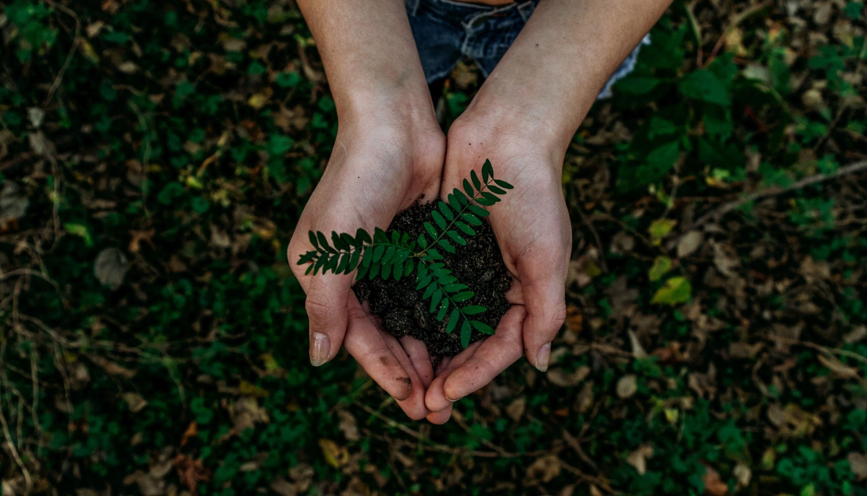 Decarbonizzazione: MYLAV tra i laboratori di analisi veterinarie pi&ugrave; attivi nella salvaguardia dell&rsquo;ambiente