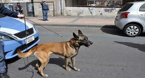 Il fiuto dei "poliziotti infallibili" a quattro zampe in forza alla Squadra Cinofili dell&rsquo;UPGSP di Catania