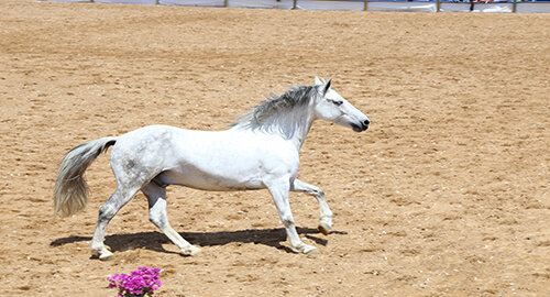 Fiera Mediterranea del Cavallo, dal 9 all’11 ottobre, Tenuta di Ambelia a Militello Fiera Mediterranea del Cavallo, dal 9 all’11 ottobre, Tenuta di Ambelia a Militello