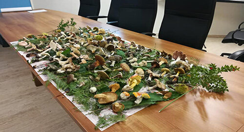 Funghi, in anticipo la stagione, dall’1 settembre riapre l'Ispettorato Micologico Asp di Catania Funghi, in anticipo la stagione, dall’1 settembre riapre l'Ispettorato Micologico Asp di Catania