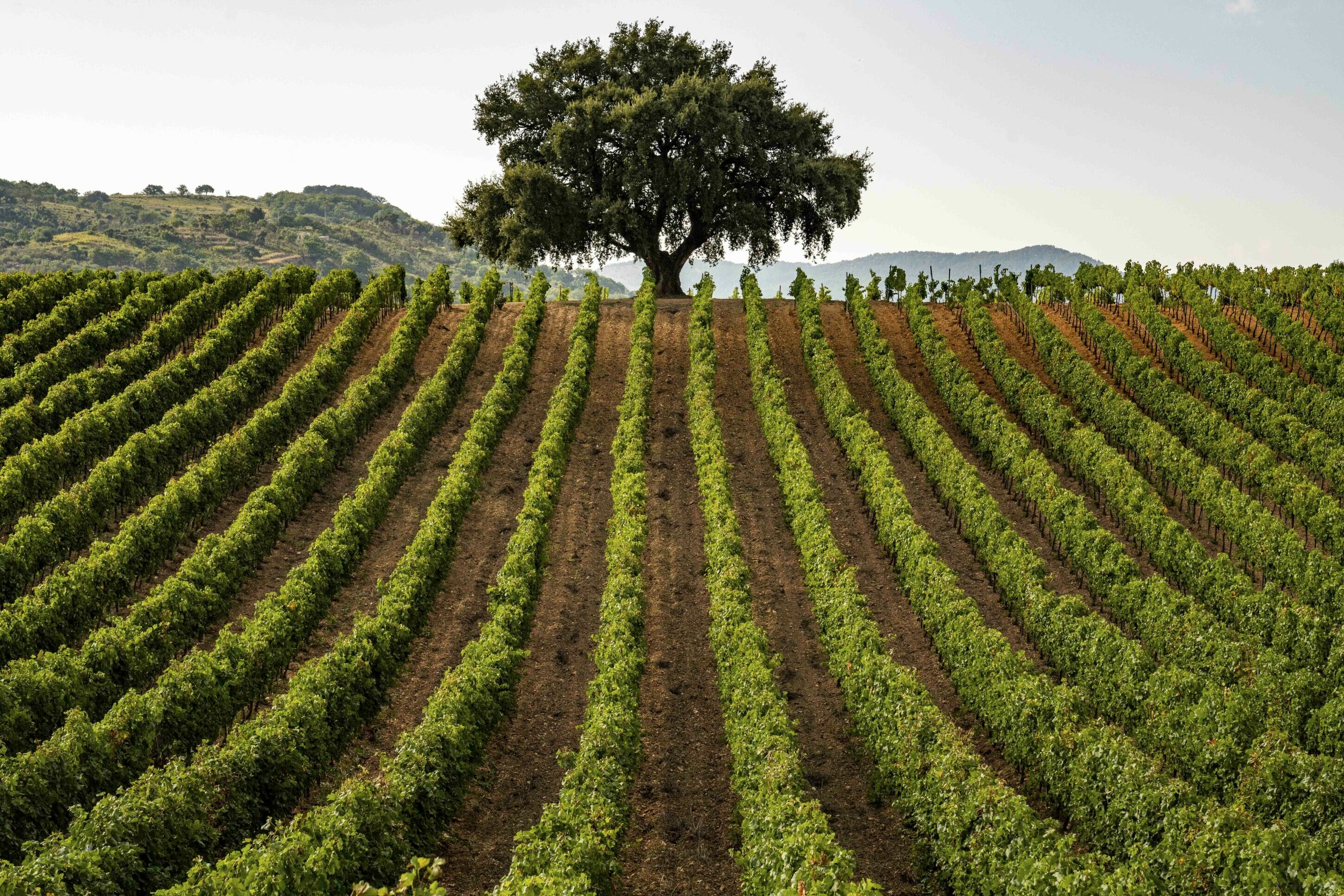Il Consorzio Vini Doc Sicilia chiude il 2023 con attivit&agrave; promozionali in Italia e all'estero