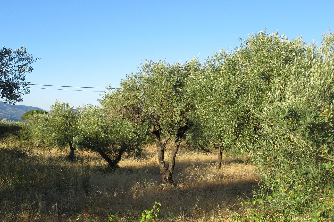 APO: "In Sicilia necessario Piano Olivicolo per incrementare produzione, abbattere i costi, rafforzare filiera, conquistare mercati” APO: "In Sicilia necessario Piano Olivicolo per incrementare produzione, abbattere i costi, rafforzare filiera, conquistare mercati”