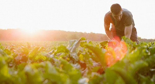 Confcommercio Calatino chiede stato di calamit&agrave; per alte temperature con picchi fino a 45 gradi e colture in ginocchio
