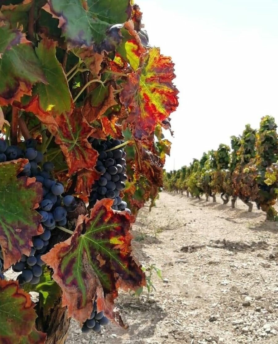 Vino e valorizzazione del territorio, a Pachino Festa della Vendemmia