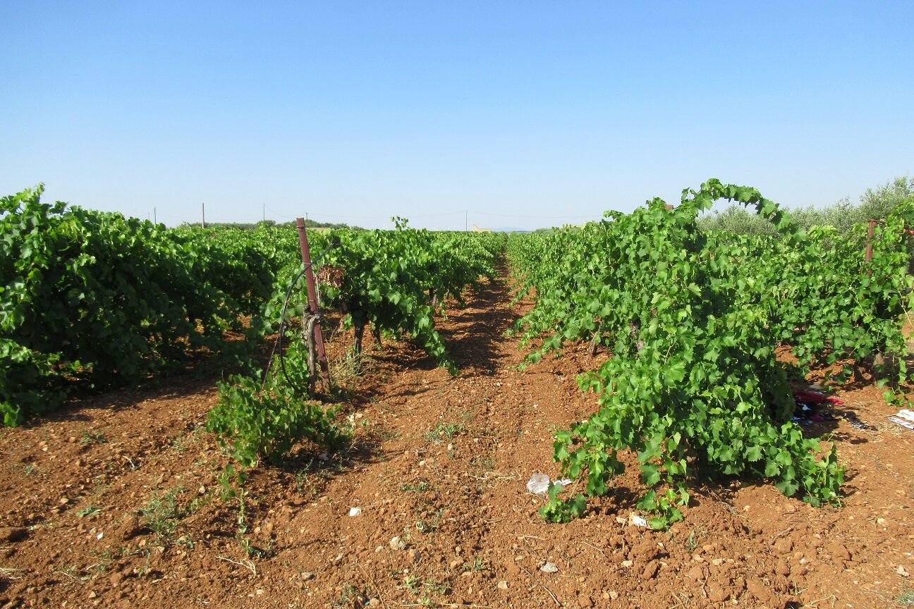 Frodi alimentari, Cia Sicilia Occidentale: "In altre regioni tanti scandali, rafforzare la repressione"