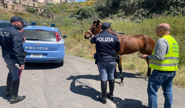Polizia di Stato sequestra cavalla pronta per essere destinata alle corse clandestine