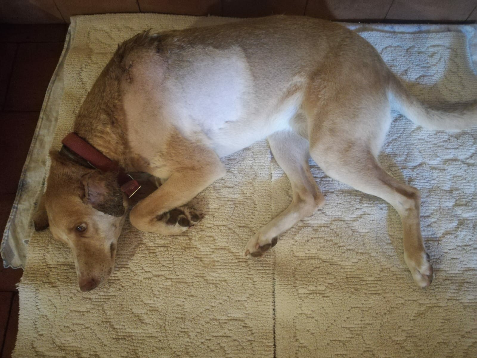 Gara per adottare il cucciolo Vita, la cagnolina ferita da un dardo di una balestra nelle campagne di Milo