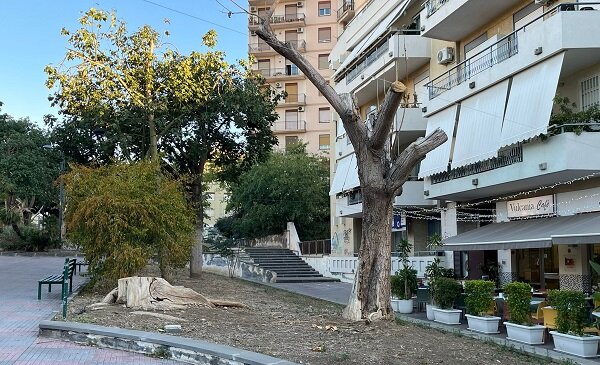 Segnalazione del Comitato Vulcania: "In piazza Croce Rossa Italiana, alberi secchi in piedi e pericolanti" Segnalazione del Comitato Vulcania: "In piazza Croce Rossa Italiana, alberi secchi in piedi e pericolanti"