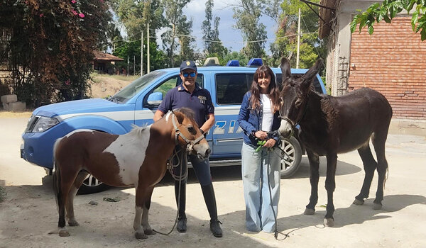 Un pony ed un’asina ritrovati dalla Polizia di Stato poco prima che venissero macellati Un pony ed un’asina ritrovati dalla Polizia di Stato poco prima che venissero macellati