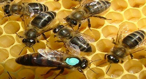 Miele e parassiti, aziende siciliane al sicuro non ci sono focolai dell&rsquo;insetto killer