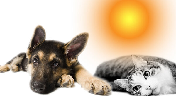 Canicola, come aiutare cani e gatti