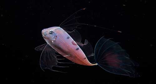 Imita le meduse per sopravvivere, nuovi studi sul "mimetismo batesiano" del Pesce Nastro