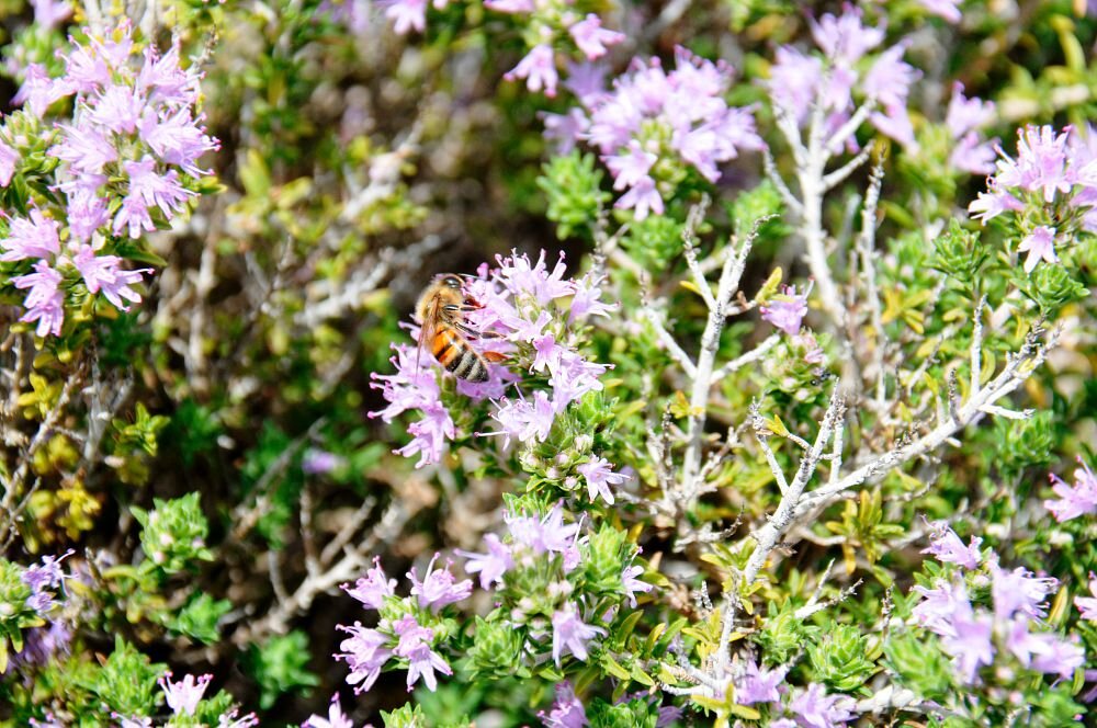 In Sicilia nuovo Presidio Slow Food: il miele di timo ibleo