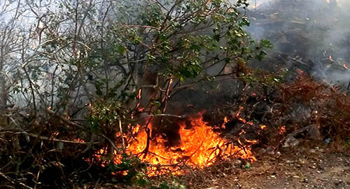 Sicurezza e prevenzione incendi proprietà private, ordinanza del sindaco di Gravina Sicurezza e prevenzione incendi proprietà private, ordinanza del sindaco di Gravina