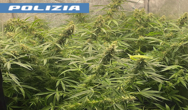 Due serre per coltivare indoor marjuana in camera da letto, arrestato trentaseienne dalla Polizia di Stato