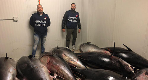 Sequestrati dalla Guardia Costiera di Catania 4000 kg di tonno rosso Sequestrati dalla Guardia Costiera di Catania 4000 kg di tonno rosso
