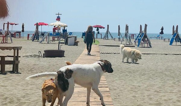 Il libro &ldquo;La ciotola di medicina&rdquo; di Livia Laguz Marigliano al Baubeach di Maccarese (Roma), quando la cura diventa relazione
