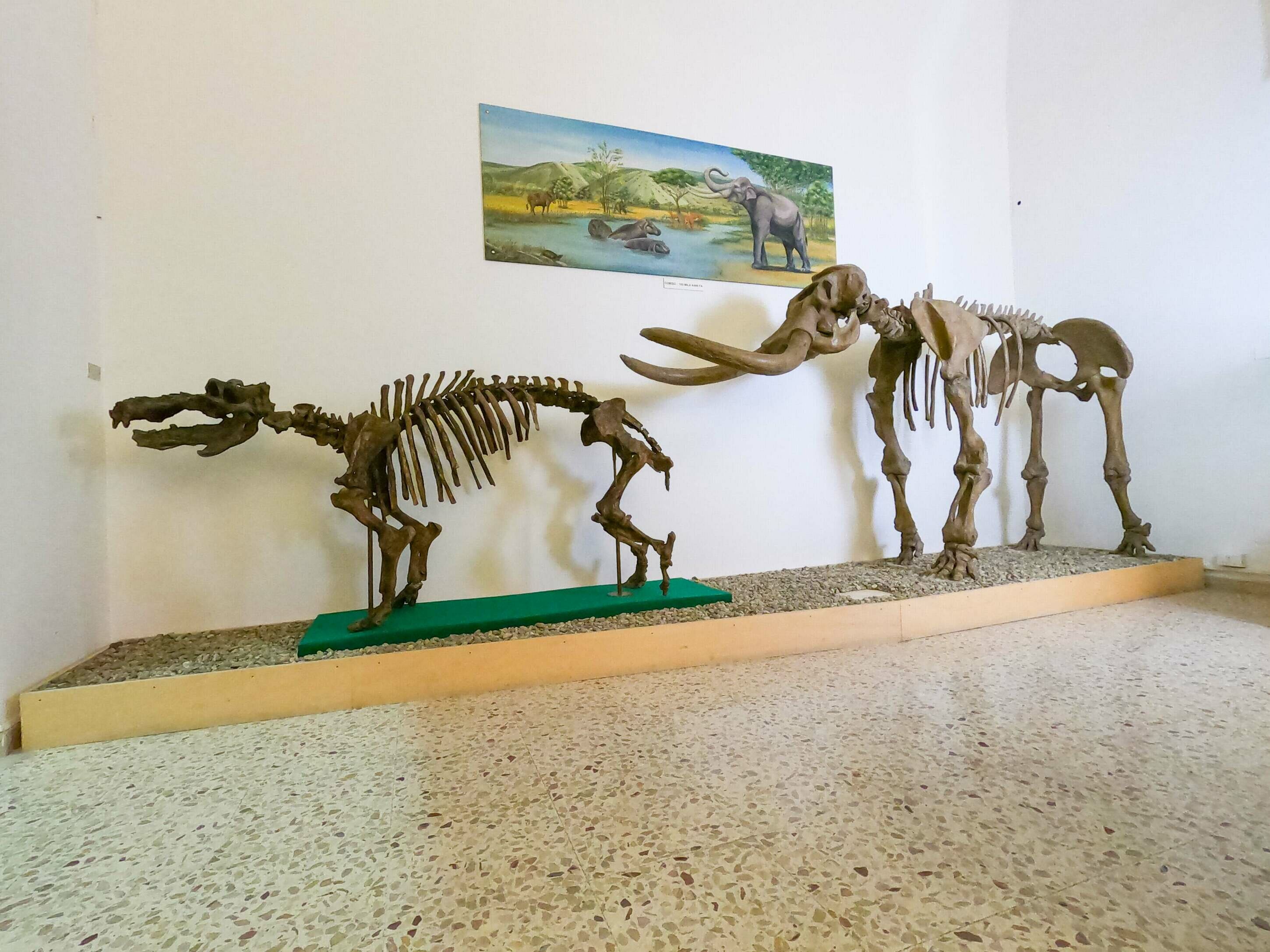 Museo Civico di Storia Naturale di Comiso si rinnova per una migliore fruizione