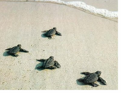 Nido di Caretta Caretta tra gli ombrelloni a Siracusa, monitorato e protetto da Sea Shepherd