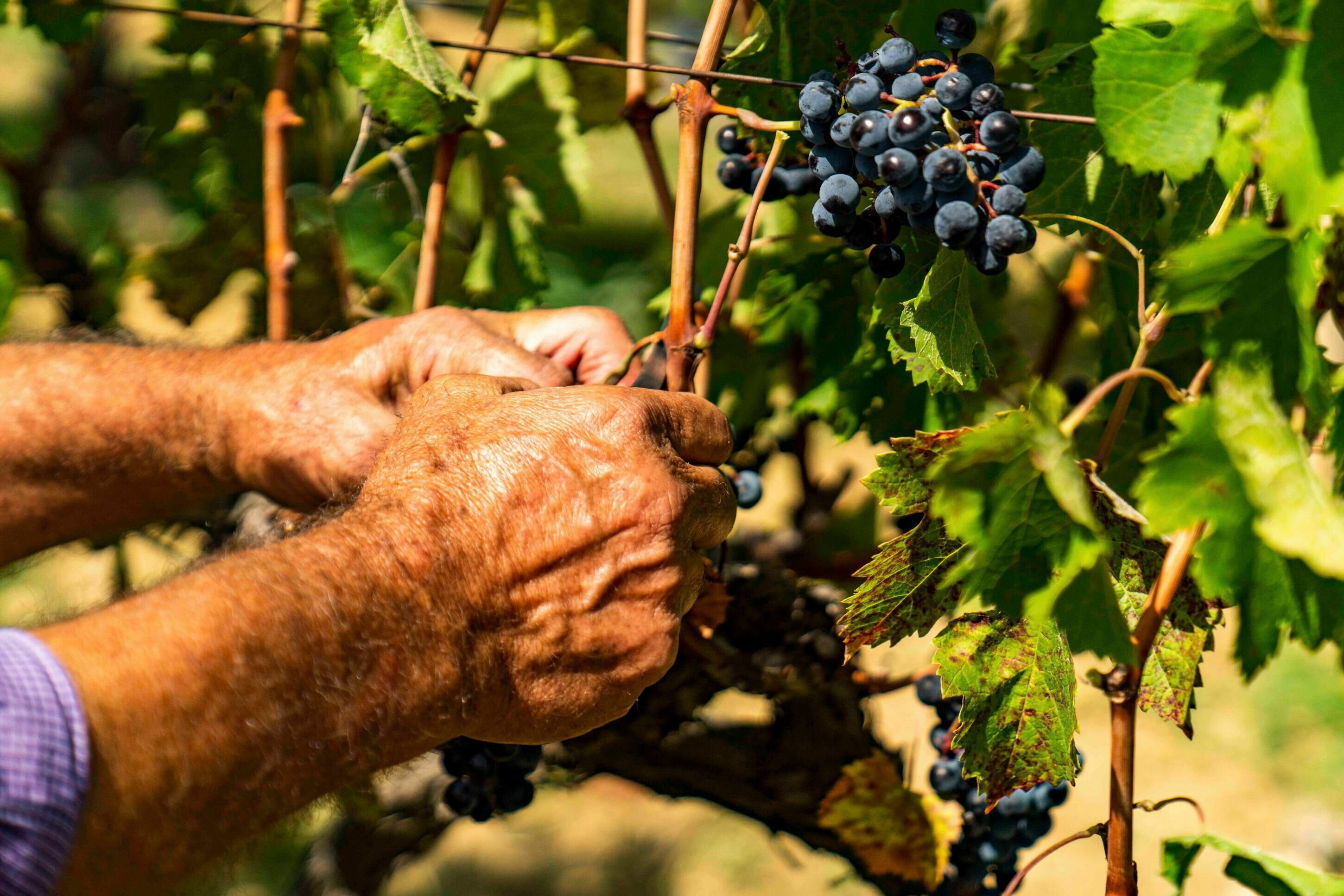 Consorzio Tutela Vini Doc Sicilia:&nbsp;"Qualit&agrave; delle uve elevata, vendemmia positiva"
