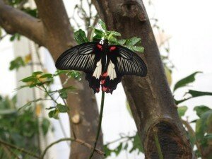 farfalle-2-300x225-1555291991.jpg farfalle-2-300x225-1555291991.jpg