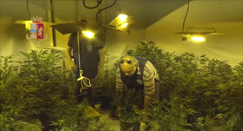 Scoperta dalla Polizia a Scordia piantagione di marijuana e sequestrato impianto di coltivazione indoor
