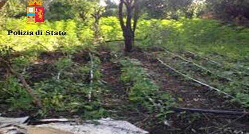 La Squadra Mobile rinviene e sequestra a Scordia, in un fondo agricolo, 2500 piante di marijuana