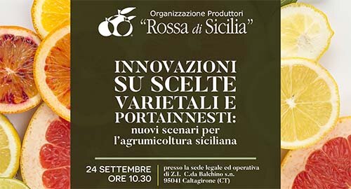 A Caltagirone il 24 settembre "Nuovi scenari per l’agrumicoltura siciliana" A Caltagirone il 24 settembre "Nuovi scenari per l’agrumicoltura siciliana"