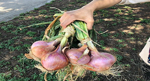Viaggio nell’Italia dei Presìdi Slow Food: alla scoperta della cipolla di Airola Viaggio nell’Italia dei Presìdi Slow Food: alla scoperta della cipolla di Airola