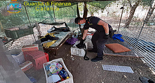 Scovata dalla Guardia di Finanza, tra i tarocchi siciliani di Motta Sant’Anastasia, maxi-piantagione di marijuana, arrestato ventisettenne incensurato Scovata dalla Guardia di Finanza, tra i tarocchi siciliani di Motta Sant’Anastasia, maxi-piantagione di marijuana, arrestato ventisettenne incensurato