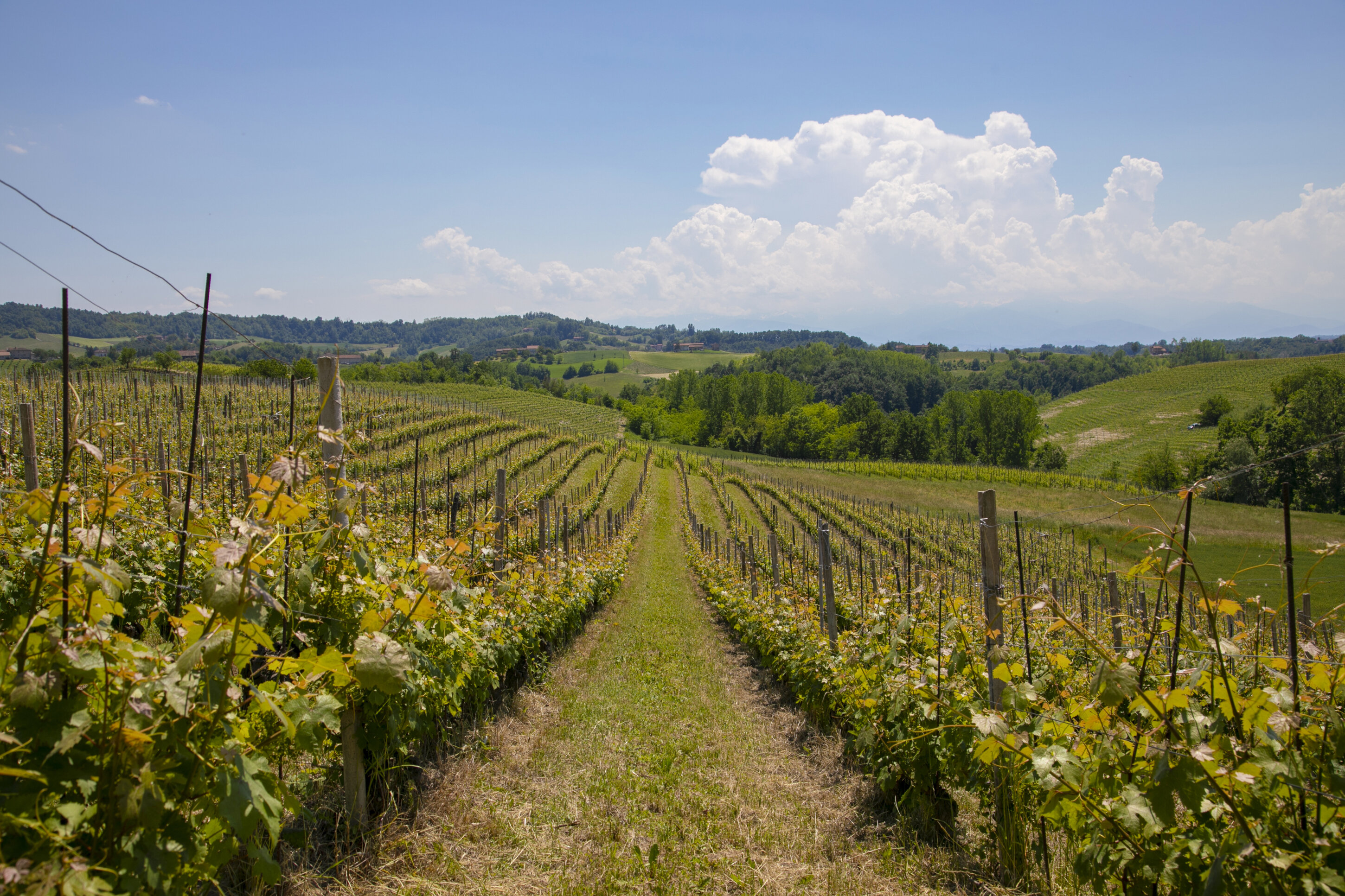 Visad&igrave; Langhe Dolcetto DOC di Domenico Clerico, un vino rosso da degustare fresco