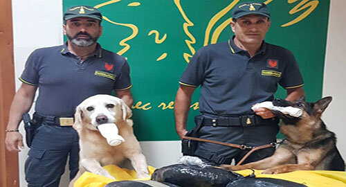 Arrestata dalla Guardia di Finanza donna nigeriana che trasportava nel proprio bagaglio 7 kg di marijuana Arrestata dalla Guardia di Finanza donna nigeriana che trasportava nel proprio bagaglio 7 kg di marijuana