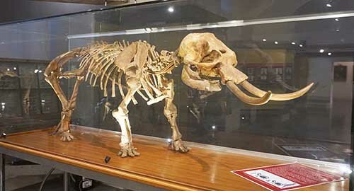 La lunga vita dell&rsquo;elefante nano siciliano