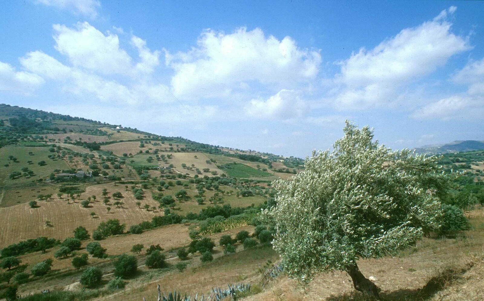 Ad Agira la riserva naturale Vallone di Piano della Corte coinvolta nel progetto internazionale &ldquo;Care-Mediflora&rdquo;