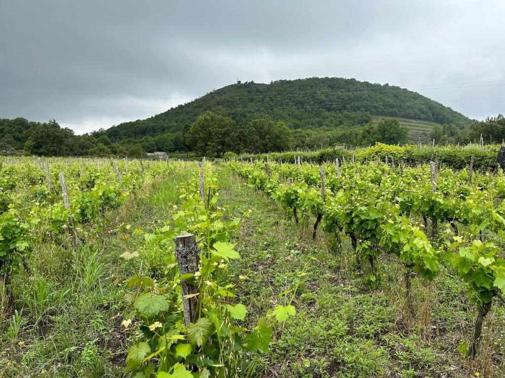 "Amuninni"…da Tenuta Monte Gorna per un viaggio enogastronomico "Amuninni"…da Tenuta Monte Gorna per un viaggio enogastronomico