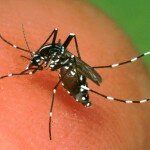 ae-albopictus-femmina-con-sangue-150x150-382552297.jpg
