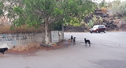Cani randagi e potatura alberi davanti la scuola &ldquo;Petrarca&rdquo; nel IV municipio