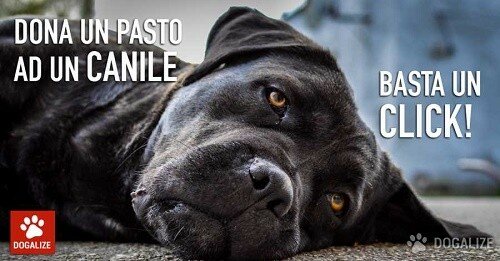 Dogalize, il social network degli amanti dei cani