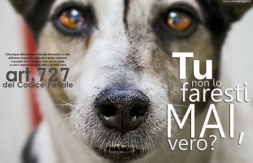 abbandono-cani-campagna-1542283426.jpg abbandono-cani-campagna-1542283426.jpg