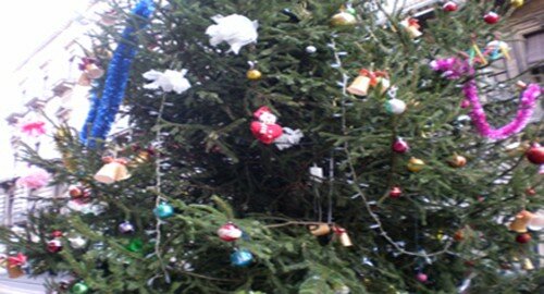 Albero di Natale, quale scegliere?