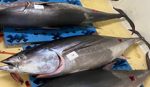 Oltre 66 tonnellate di Tonno Rosso recuperate e donate, Asp in prima linea contro lo spreco alimentare