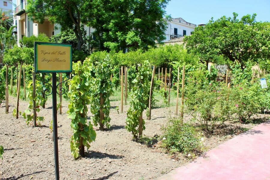 La Vigna del Gallo: il cuore verde della viticoltura siciliana a Palermo