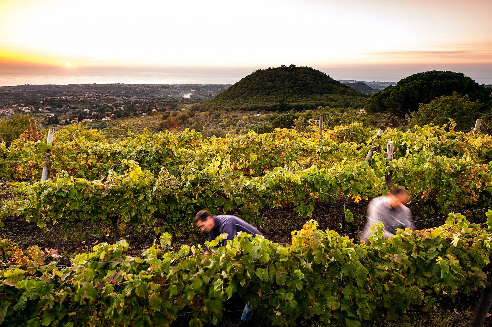 Consorzio Etna Doc: "Raccolto in crescita del 60% sul 2023"