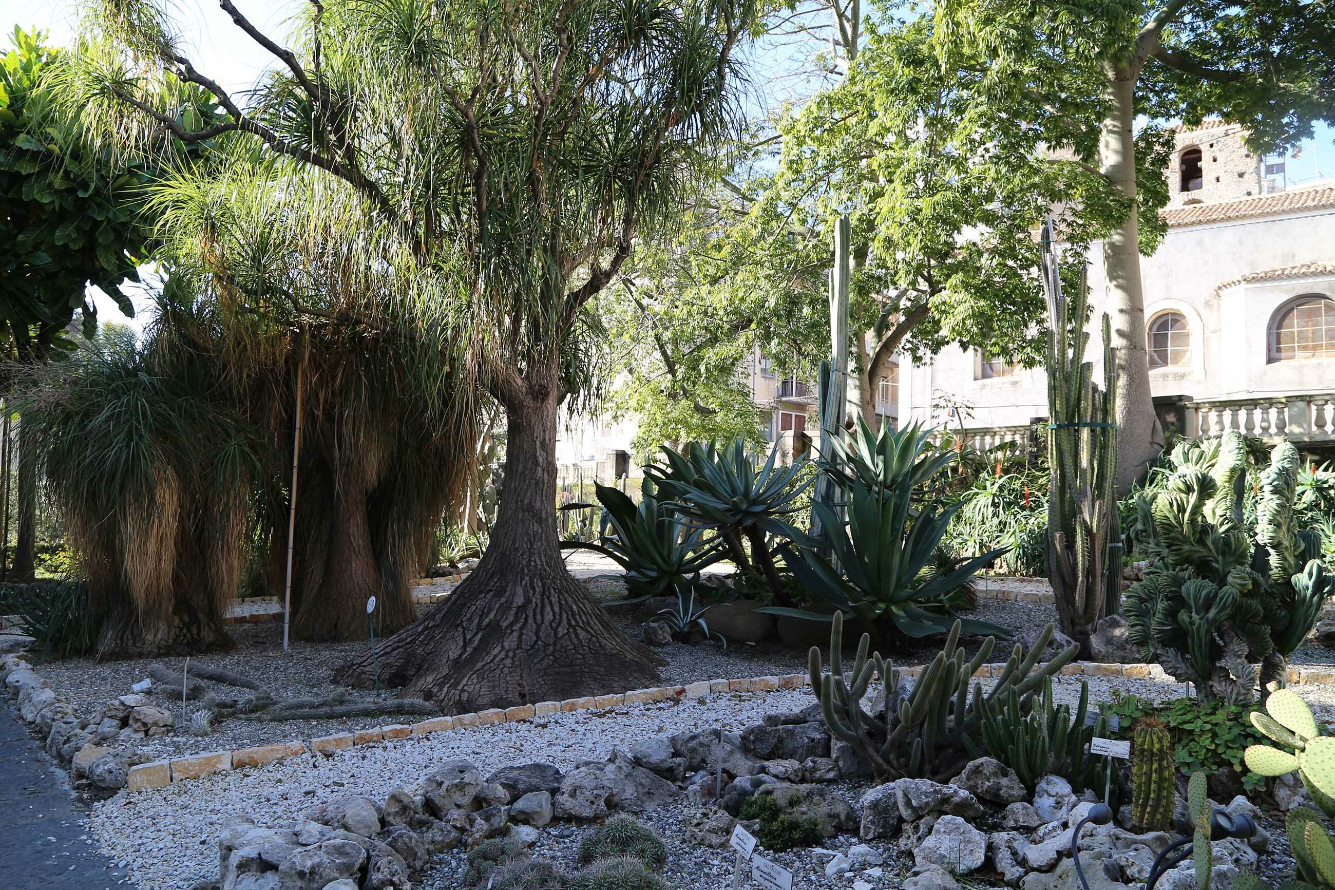 "Relitti climatici" siciliani, all'Orto Botanico di Palermo il 30 giugno